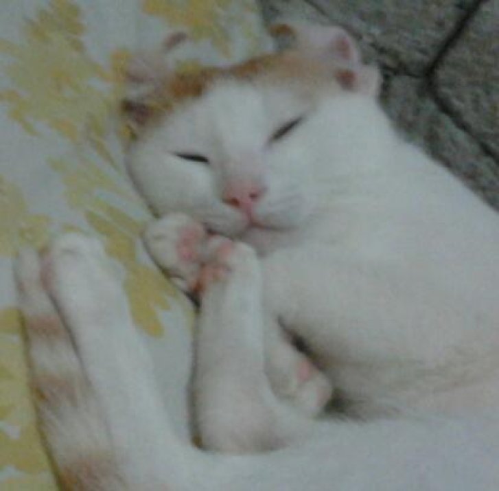 Picture of a cat / kitten / feline
