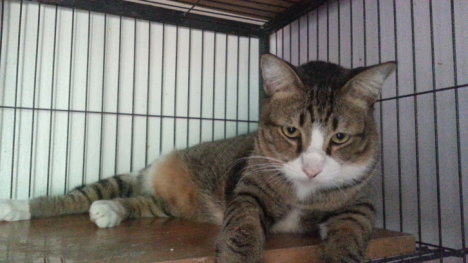 Picture of a cat / kitten / feline