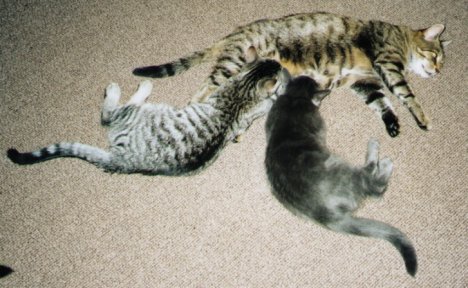 Picture of a cat / kitten / feline