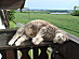 View full size picture