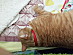 View full size picture