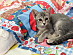View full size picture