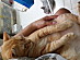 View full size picture
