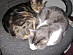 View full size picture