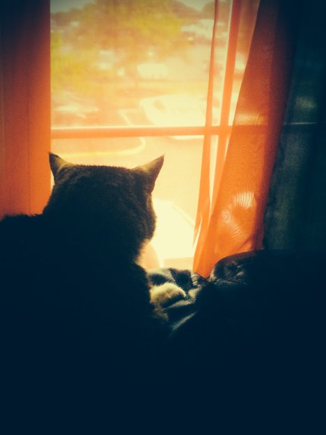 Picture of a cat / kitten / feline