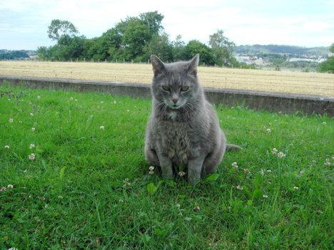 Picture of a cat / kitten / feline