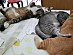 View full size picture