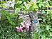 View full size picture