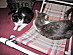 View full size picture