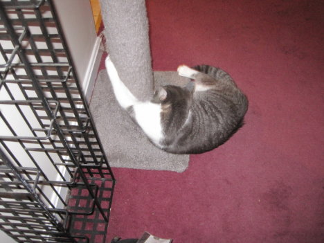 Picture of a cat / kitten / feline