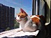 View full size picture