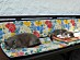 View full size picture