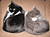 View full size picture