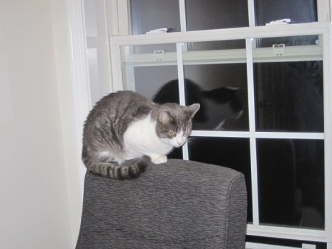 Picture of a cat / kitten / feline