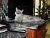 View full size picture