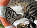 View full size picture