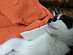 View full size picture