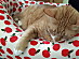 View full size picture