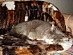 View full size picture