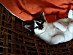 View full size picture