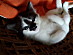View full size picture