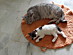 View full size picture