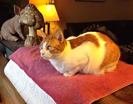 Picture of a cat / kitten / feline