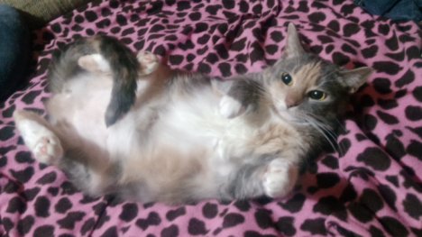Picture of a cat / kitten / feline