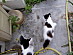 View full size picture