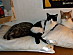 View full size picture