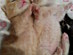 View full size picture