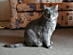 View full size picture