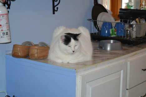 Picture of a cat / kitten / feline