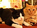 View full size picture
