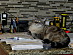 View full size picture