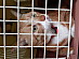 View full size picture