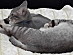 View full size picture