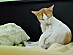 View full size picture