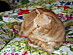 View full size picture