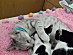 View full size picture