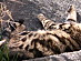 View full size picture