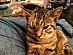 View full size picture