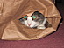 View full size picture
