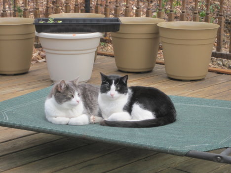Picture of a cat / kitten / feline