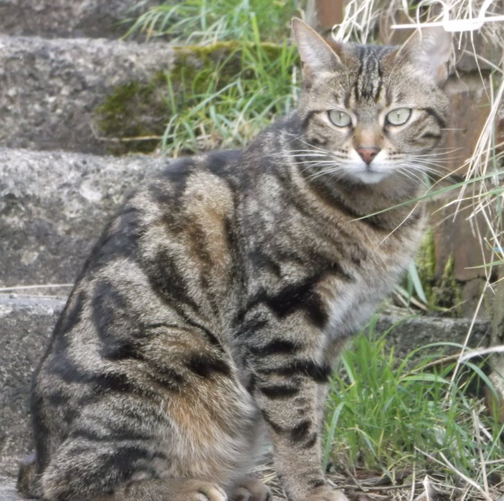 Picture of a cat / kitten / feline