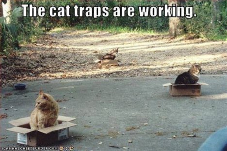 Picture of a cat / kitten / feline