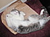 View full size picture