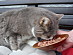 View full size picture