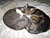 View full size picture