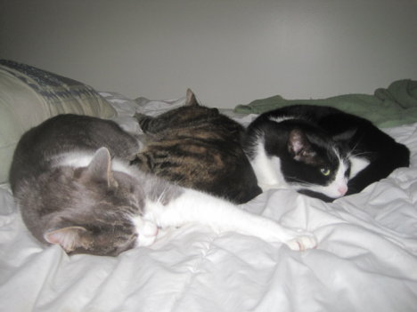 Picture of a cat / kitten / feline
